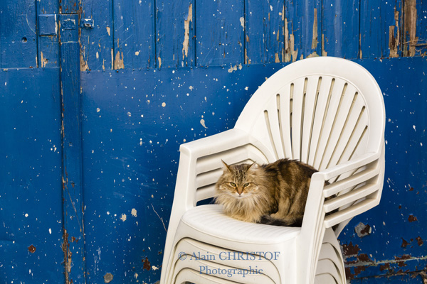Les Chats A L Honneur Editions Equinoxe Les Chats A L Honneur Editions Equinoxe