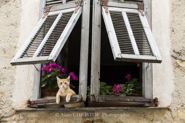Les Chats A L Honneur Editions Equinoxe Les Chats A L Honneur Editions Equinoxe