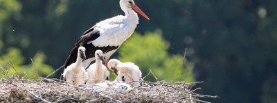 La cigogne voyageuse du levant aux editions Equinoxe_photo maurice-schalker